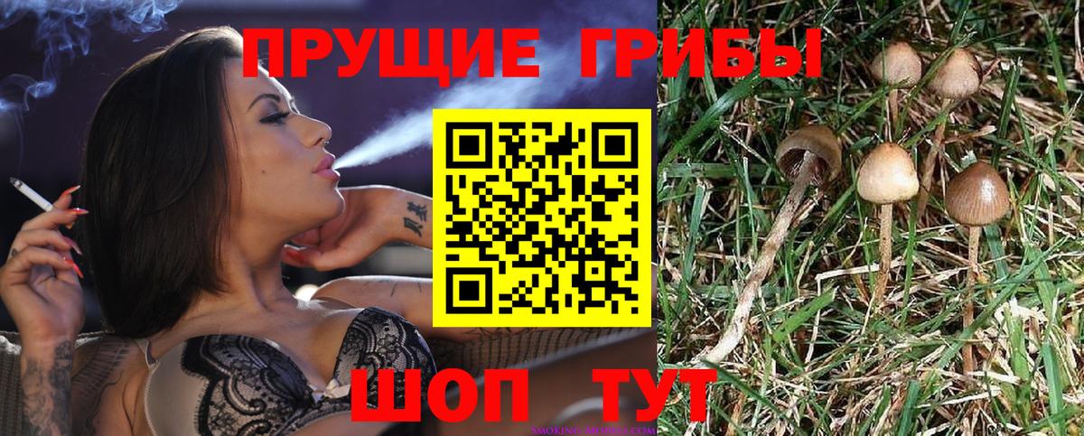Галлюциногенные грибы Psilocybe Златоуст